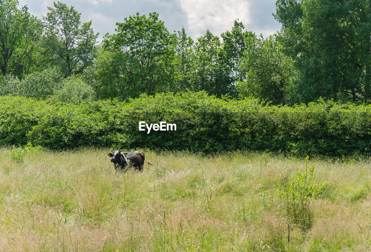 plant, pasture, animal themes, animal, meadow, tree, mammal, grass, one animal, green, natural environment, nature, growth, domestic animals, pet, land, grassland, field, rural area, day, no people, wilderness, animal wildlife, landscape, prairie, dog, outdoors, environment, beauty in nature, grazing, canine, sky, cloud, woodland, wildlife, livestock, wetland