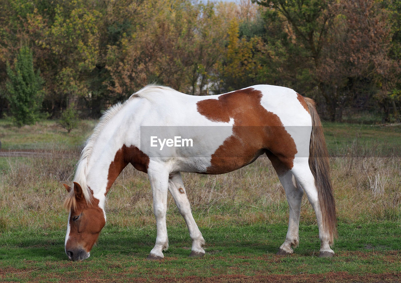 SIDE VIEW OF HORSE ON FIELD