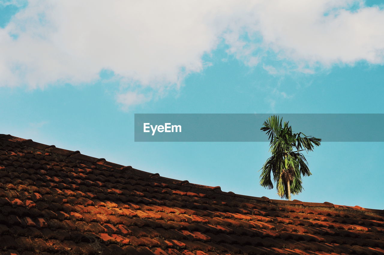 LOW ANGLE VIEW OF PLANT AGAINST SKY