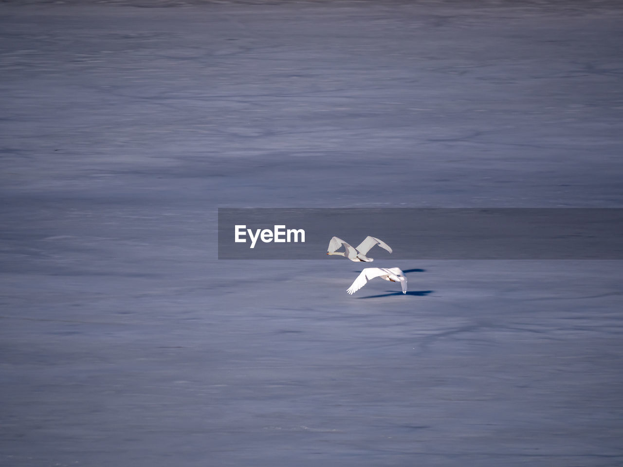 BIRD FLYING OVER THE SEA