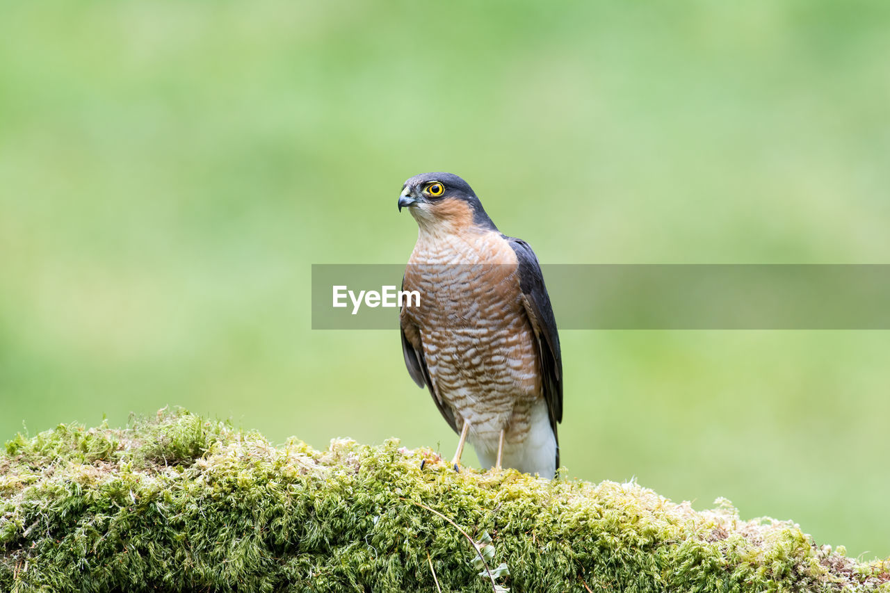 Sparrowhawk, accipiter nisus, on a moss-covered tree branch in a woodland setting
