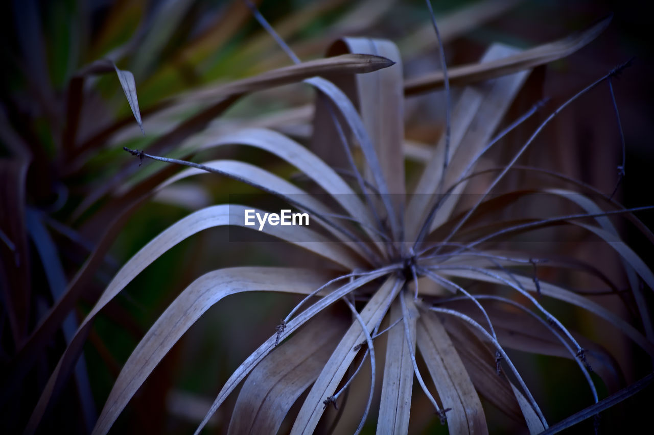 plant, flower, close-up, nature, growth, no people, beauty in nature, leaf, macro photography, hymenocallis, plant part, outdoors, focus on foreground, light, hymenocallis littoralis, tropical climate, flowering plant