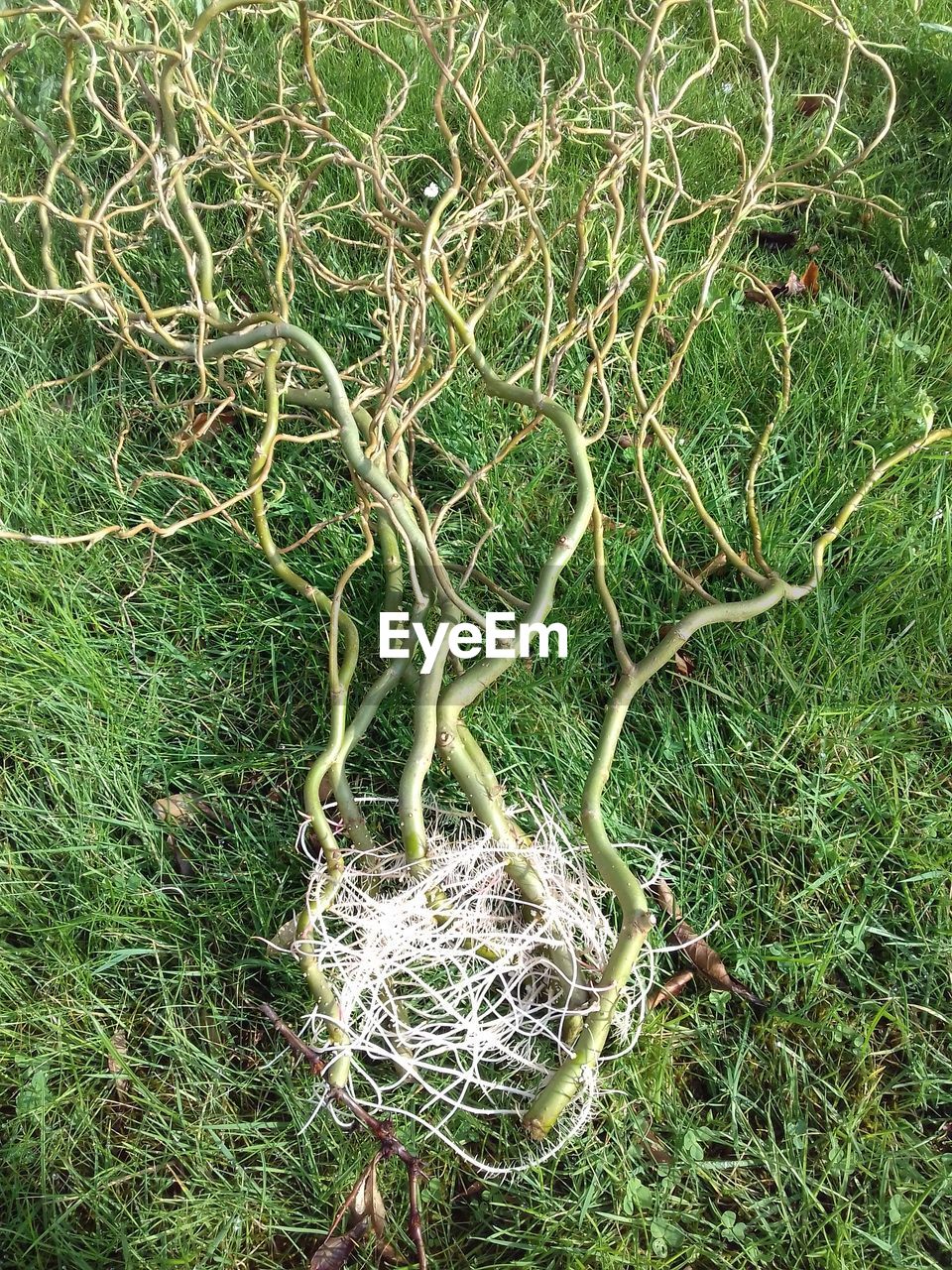 Full frame shot of tree on field