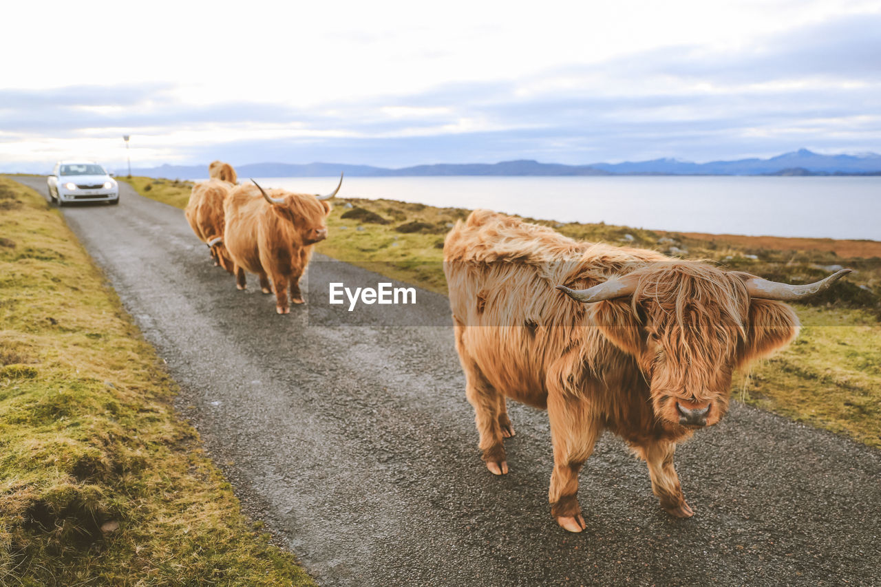 Highland cattle on the road  scotland landscape