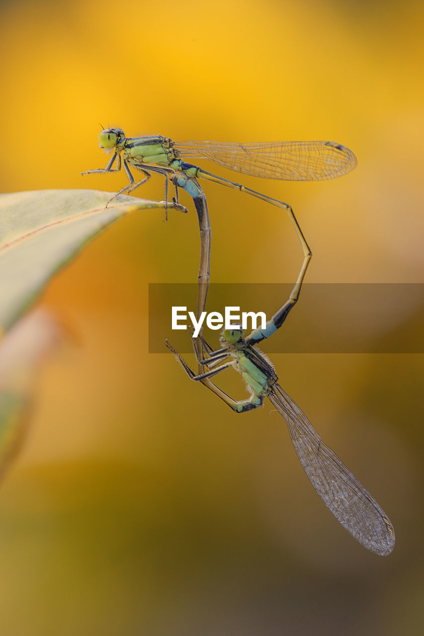 CLOSE-UP OF INSECT ON YELLOW PLANT