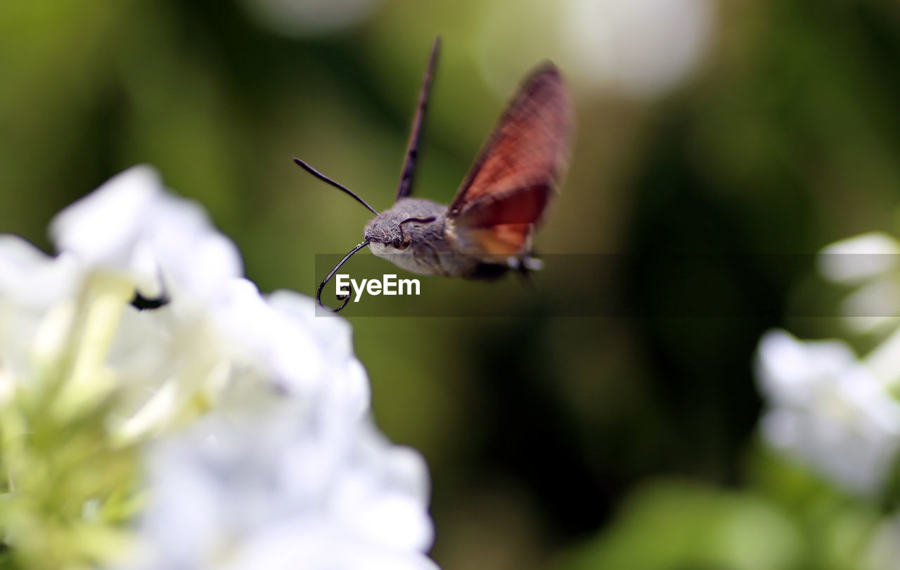 BUTTERFLY ON FLOWER