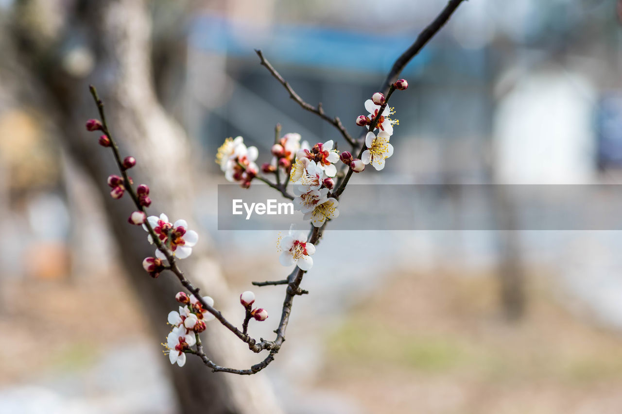 spring, plant, tree, flower, nature, branch, freshness, focus on foreground, beauty in nature, fruit, food and drink, blossom, food, springtime, growth, close-up, fragility, day, no people, flowering plant, twig, macro photography, outdoors, healthy eating, cherry blossom, leaf, winter, produce, selective focus, sunlight, berry