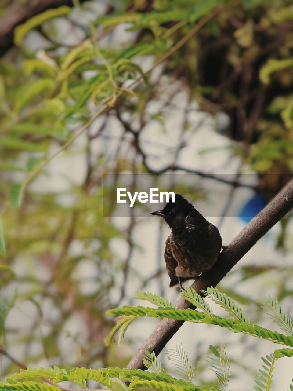 BIRD PERCHING ON TREE AGAINST BLURRED BACKGROUND