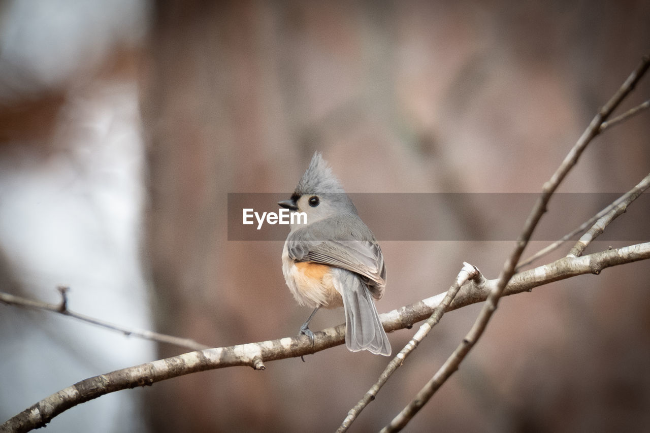 Tufted titmouse perched in georgia pine forest