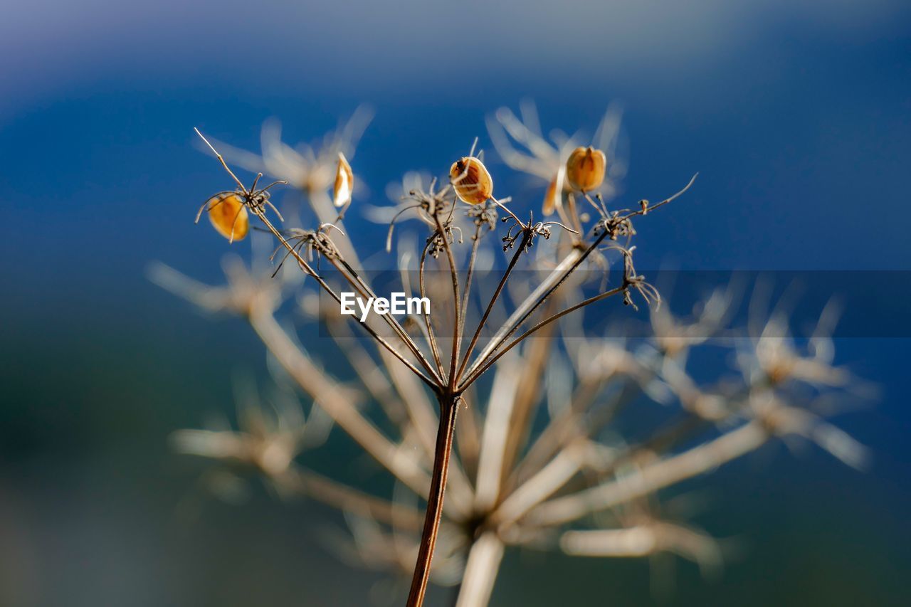 CLOSE-UP OF WILTED FLOWERING PLANT ON FIELD