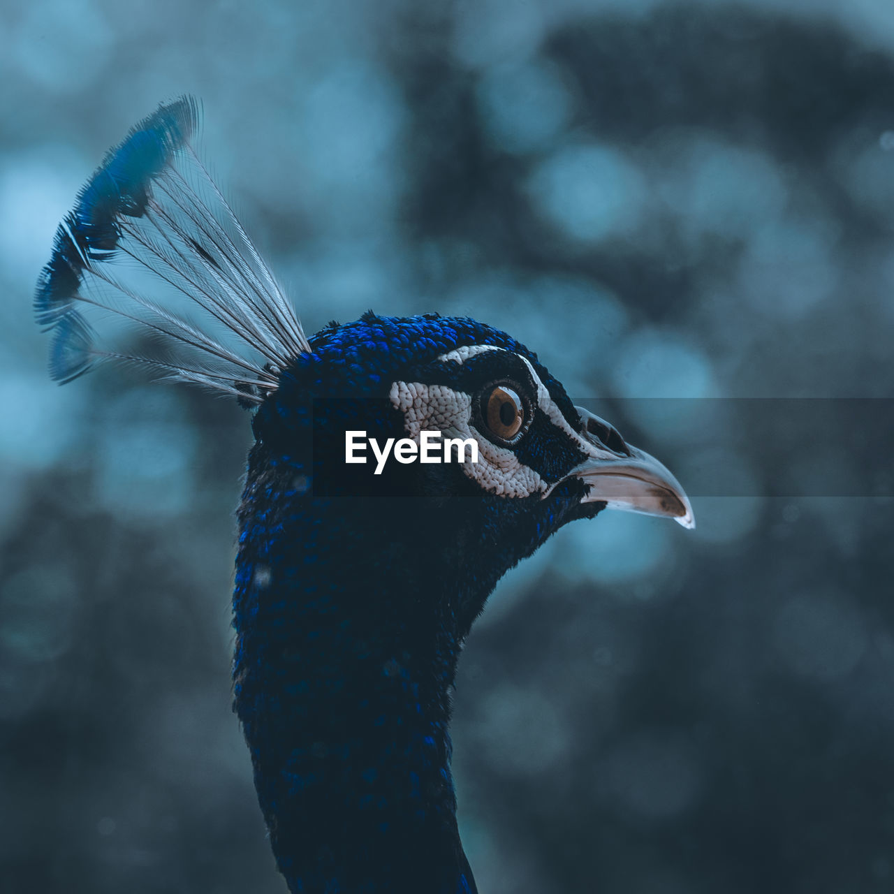 Close-up of a bird against blurred background