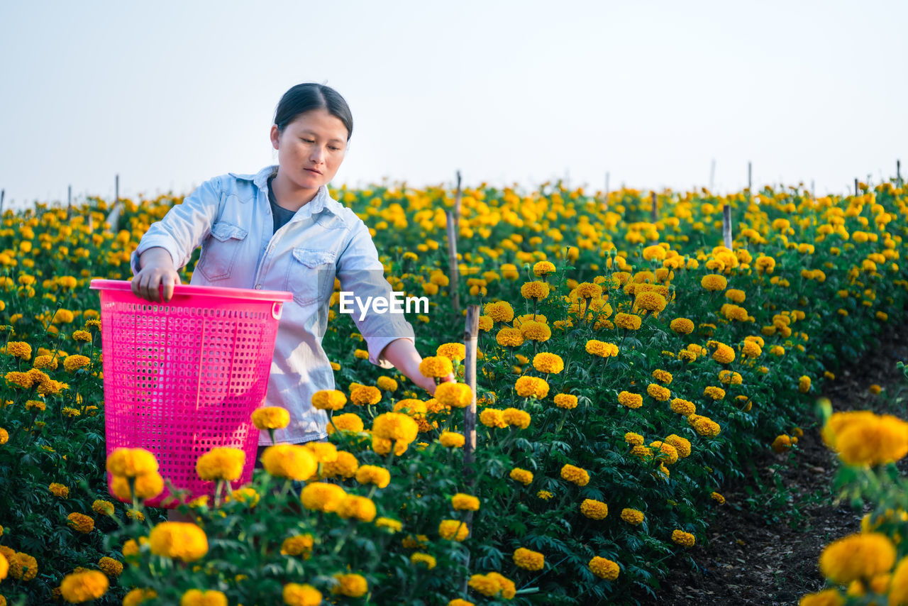 Contemplating woman picking flowers while standing with basket against clear sky