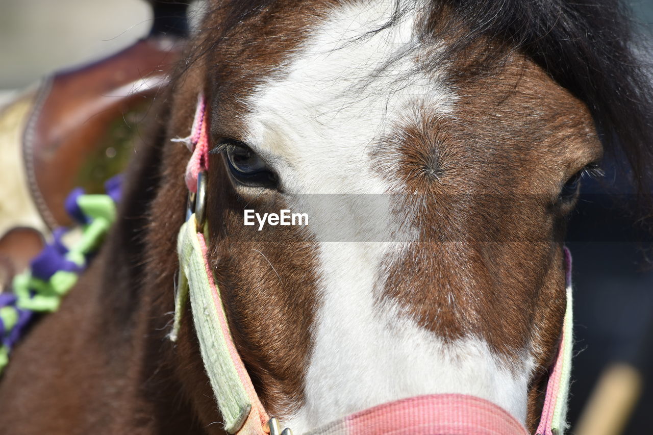 Close-up of horse