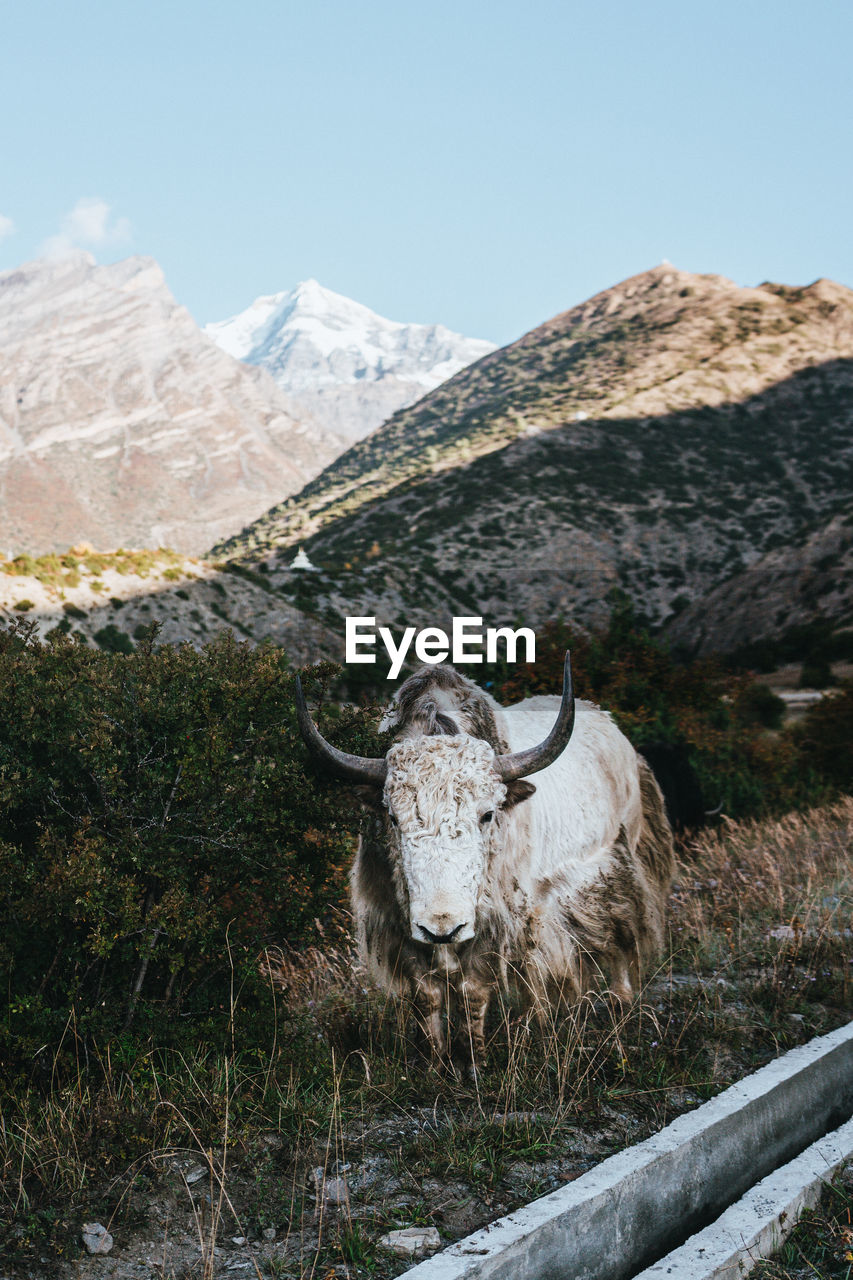 portrait of cow standing on field against mountain