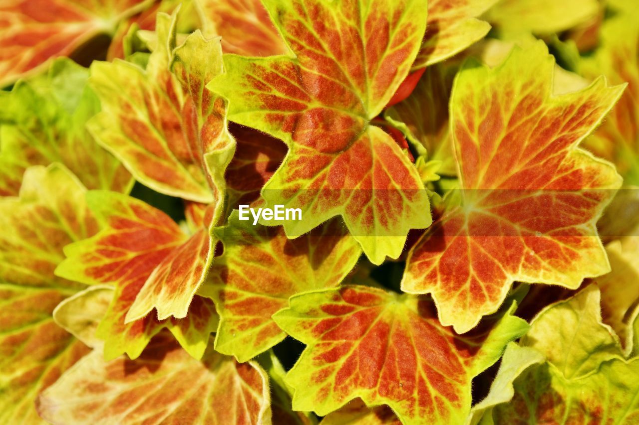 Full frame shot of yellow leaves plant