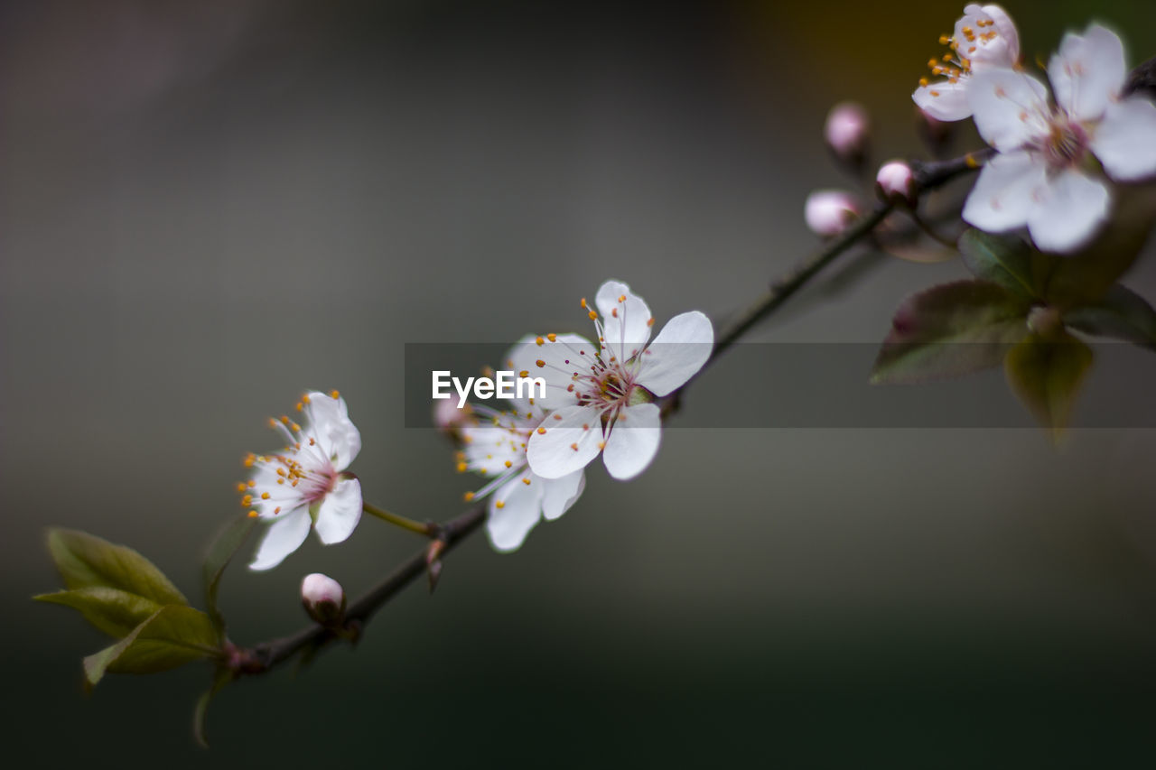 Close-up of apple blossoms in spring