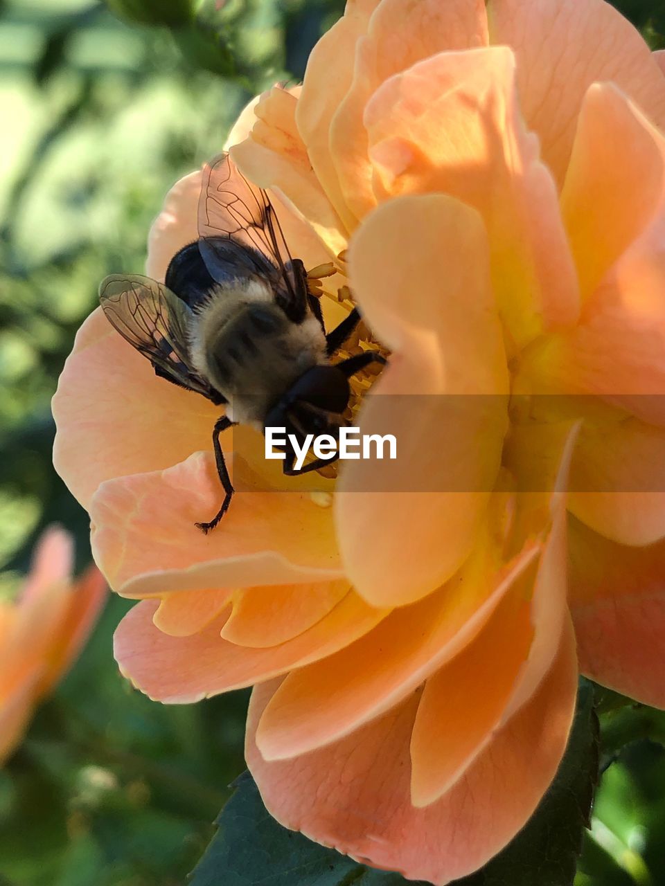 CLOSE-UP OF HONEY BEE POLLINATING ON FLOWER