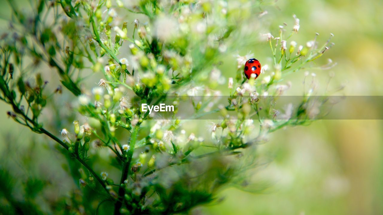 A ladybird beetle