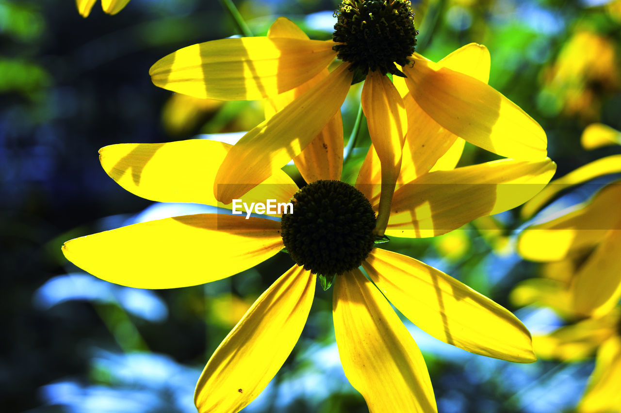 CLOSE-UP OF BLACK-EYED YELLOW FLOWER