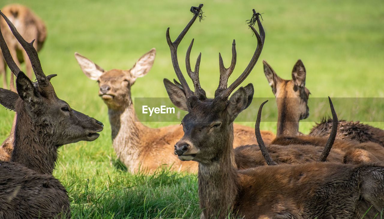 Deer in a field