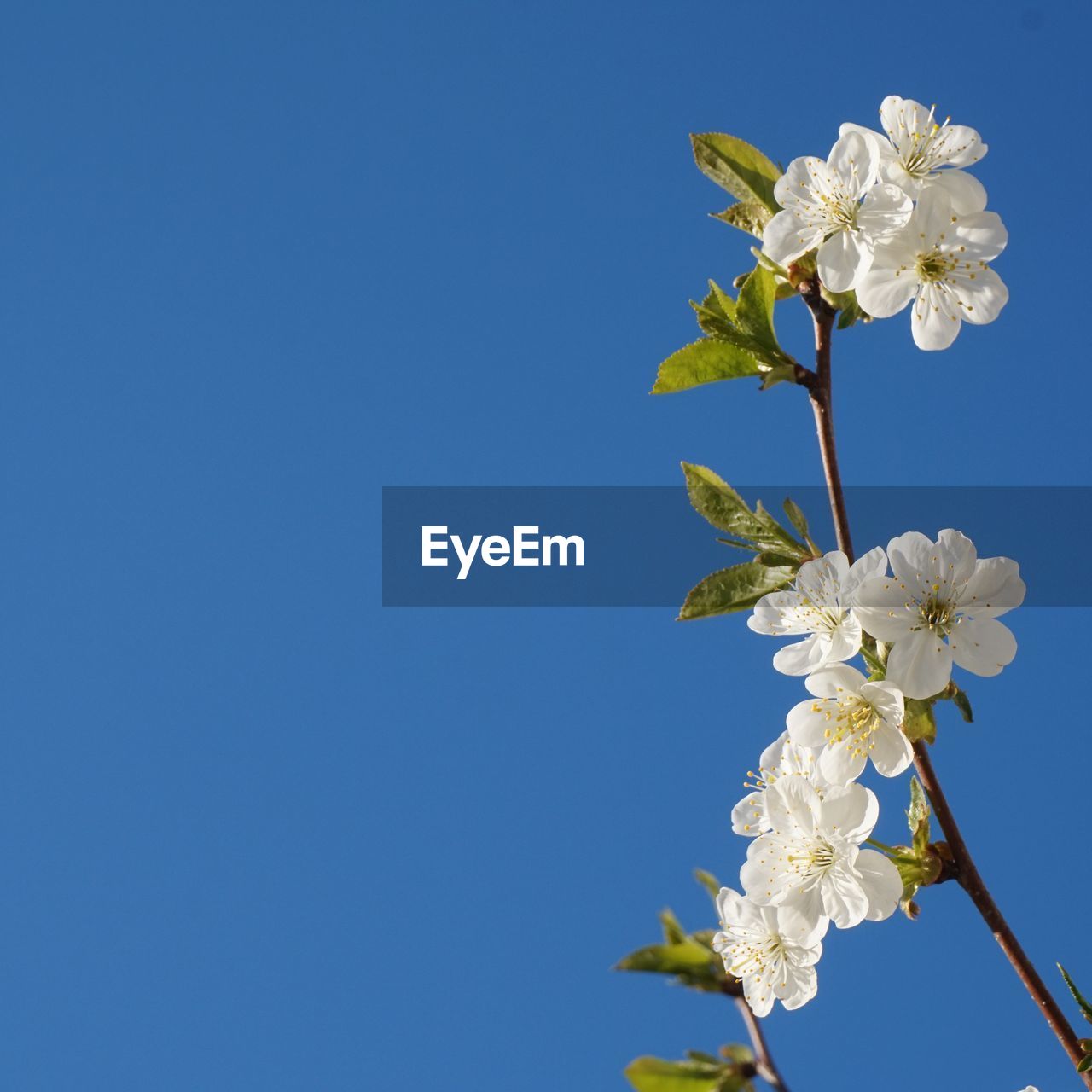 CLOSE-UP OF CHERRY BLOSSOMS AGAINST BLUE SKY