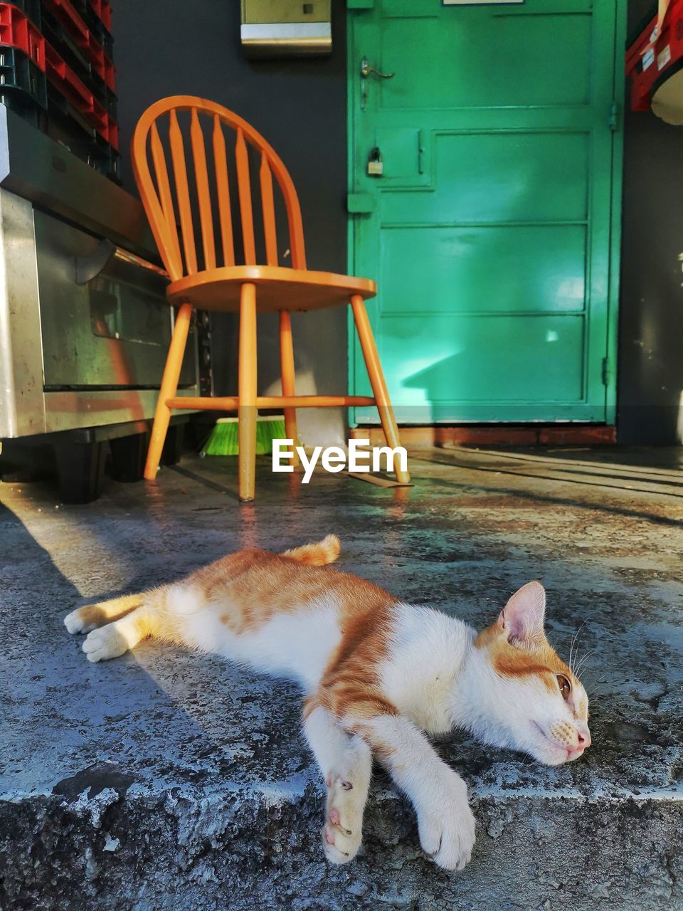 cat, animal, animal themes, mammal, pet, domestic animals, one animal, chair, domestic cat, feline, no people, furniture, seat, relaxation, canine, dog, architecture, day, nature