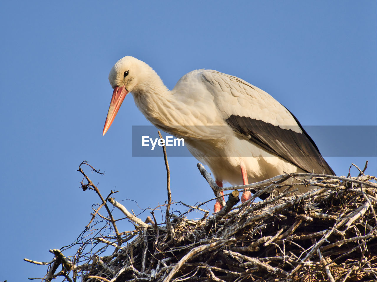 Low angle view of white stork perching on nest against sky