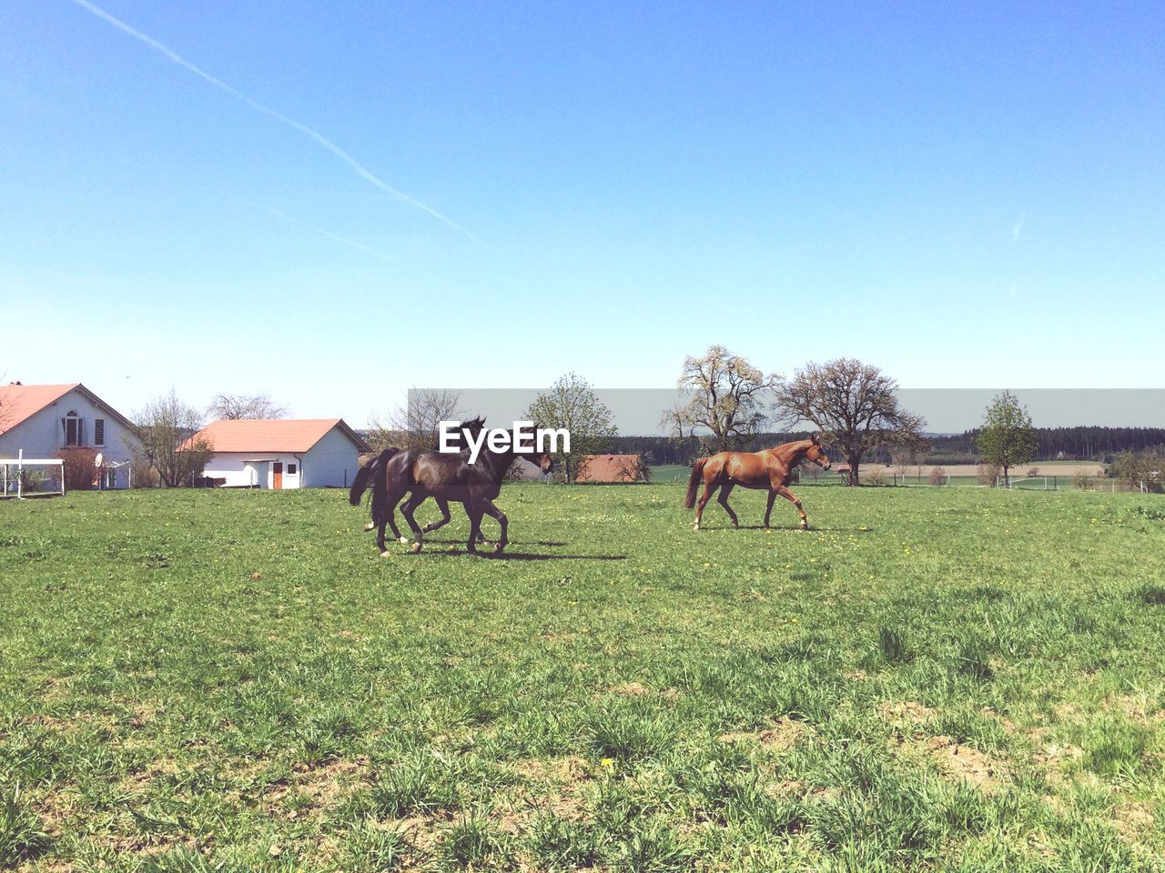 Horses walking on grassy field against clear blue sky