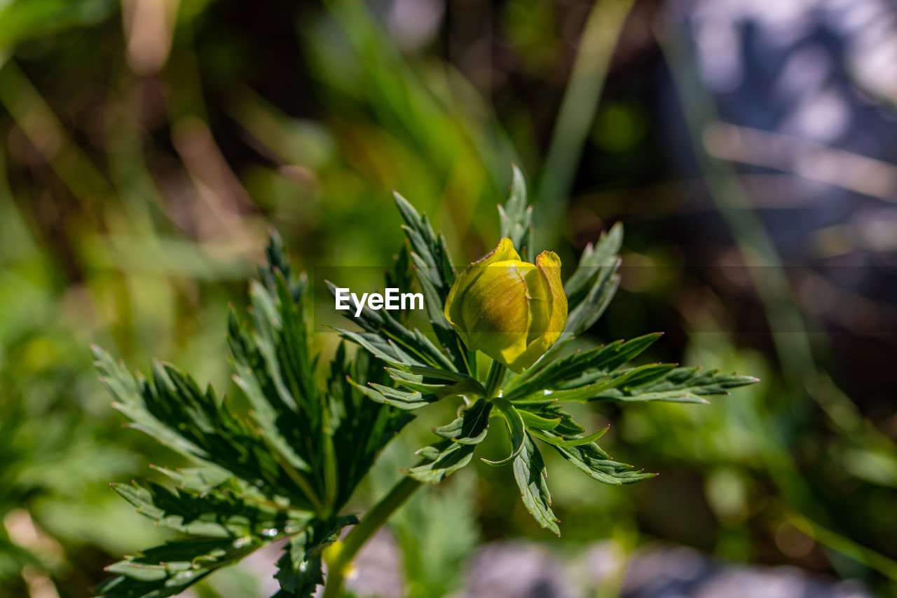 close-up of yellow flowering plant