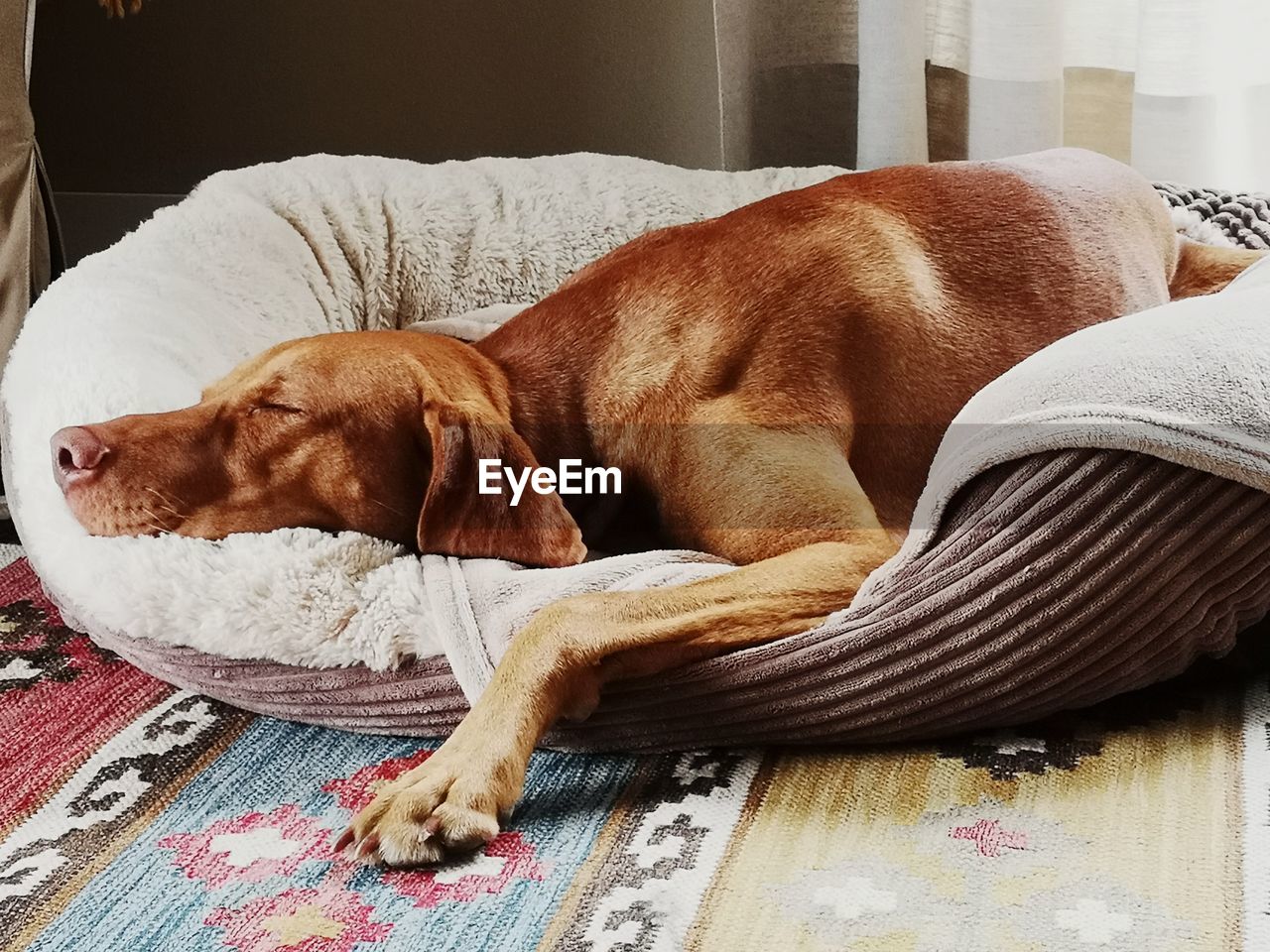 DOG SLEEPING IN BLANKET