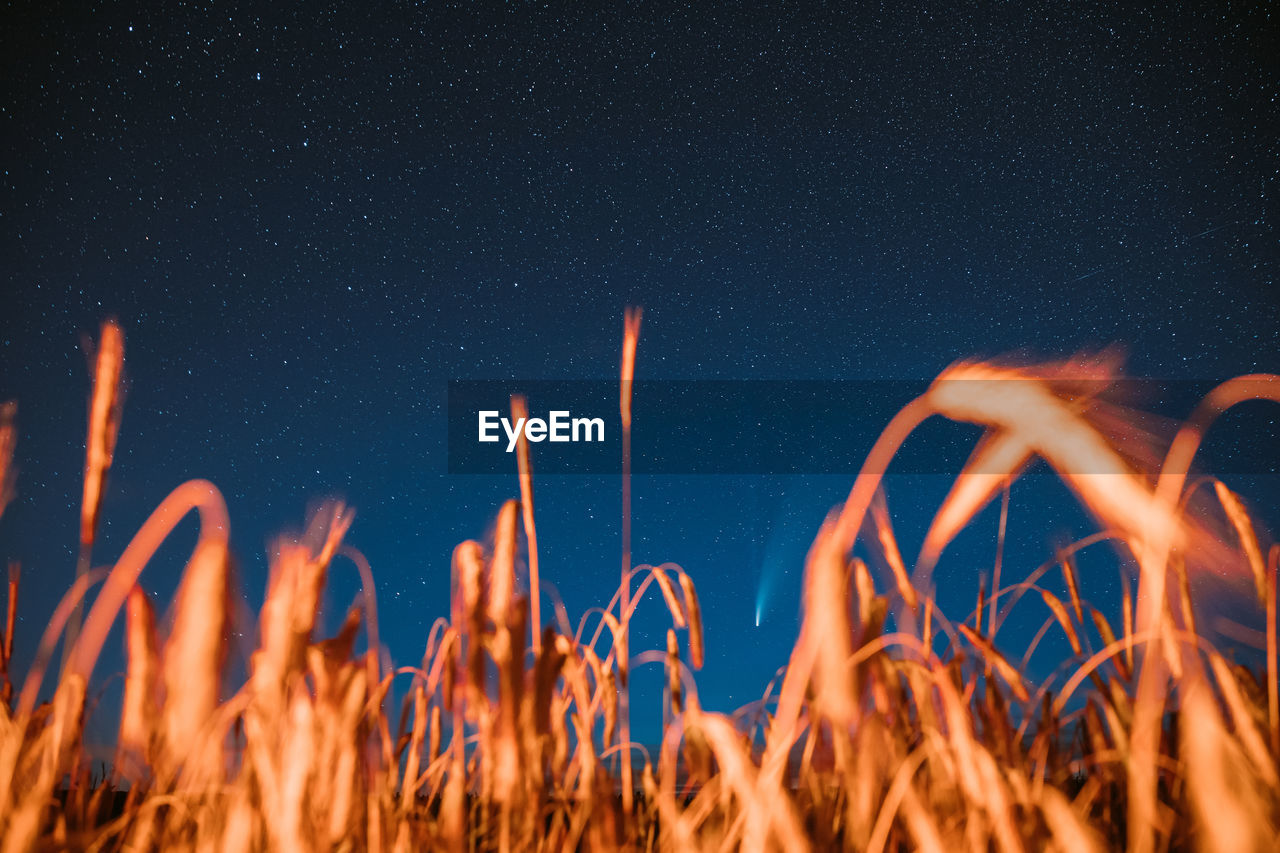 SCENIC VIEW OF ILLUMINATED STAR FIELD AGAINST SKY