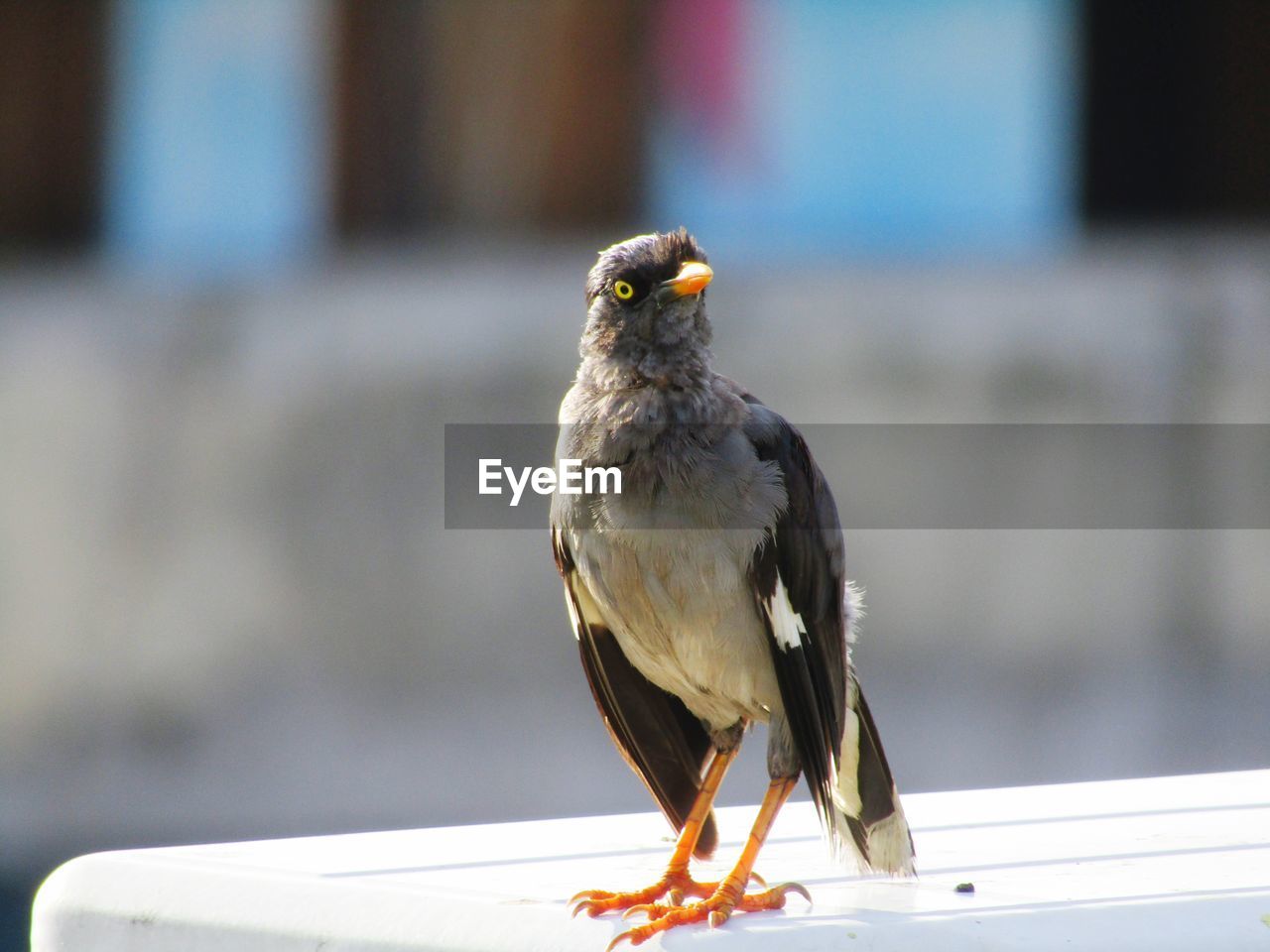 CLOSE-UP OF BIRD PERCHING ON TABLE