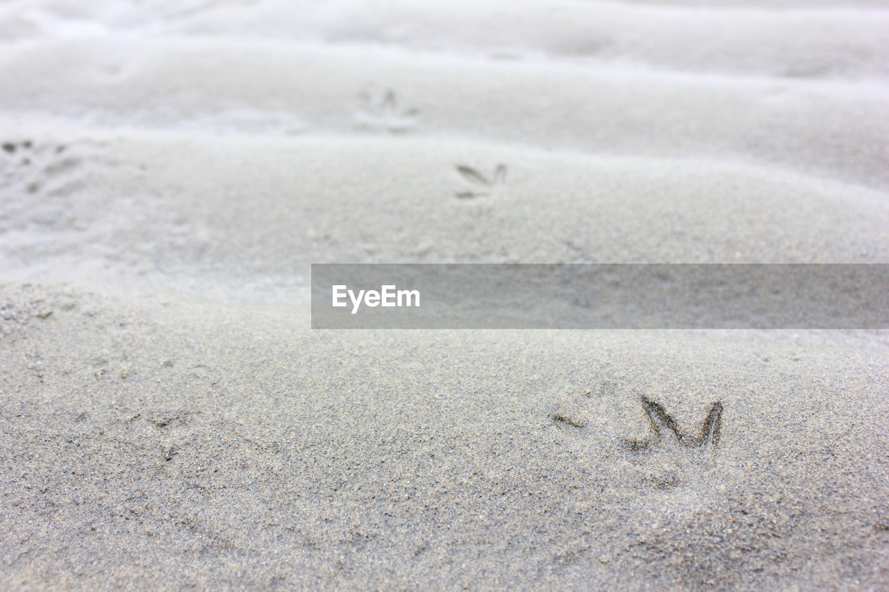 Paw prints on sand at beach