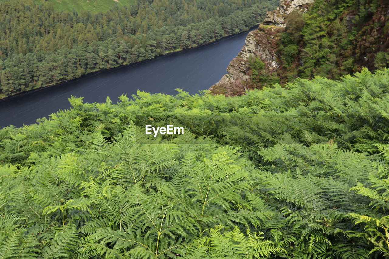 High angle view of trees growing in forest