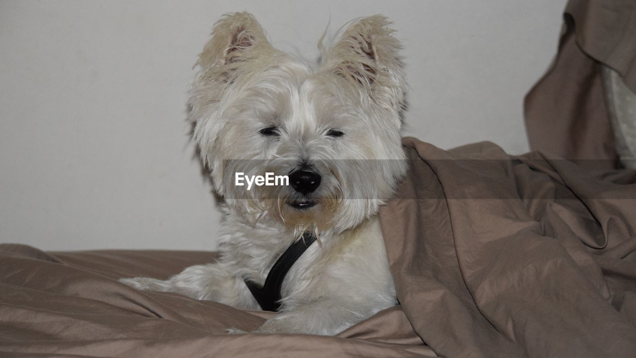 West highland white terrier relaxing on bed