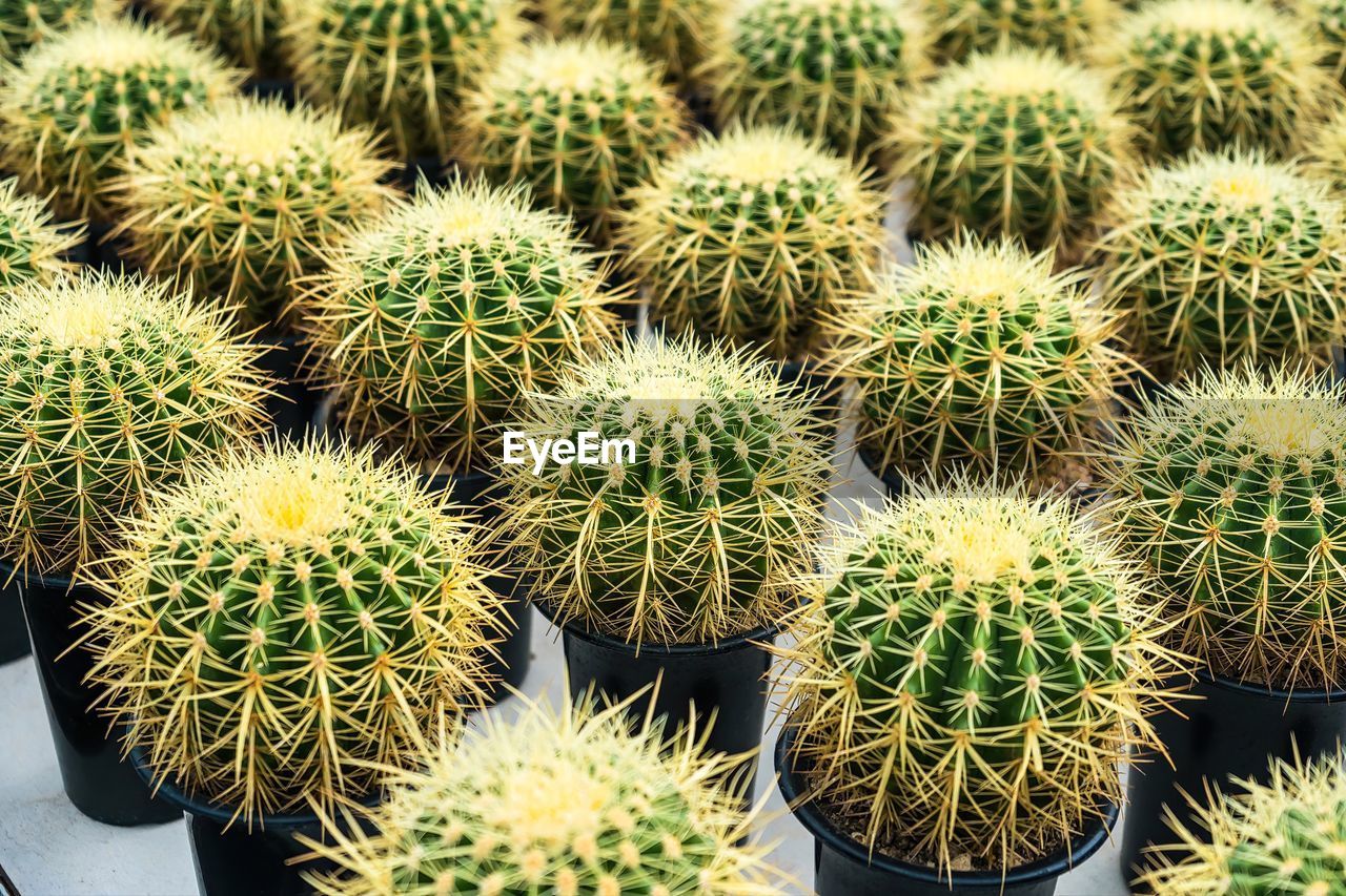 cactus, succulent plant, plant, thorn, green, sharp, spiked, growth, no people, nature, backgrounds, beauty in nature, flower, full frame, food and drink, outdoors, barrel cactus, food, close-up, day, sign, houseplant, large group of objects, communication, retail, potted plant, market, environment, land