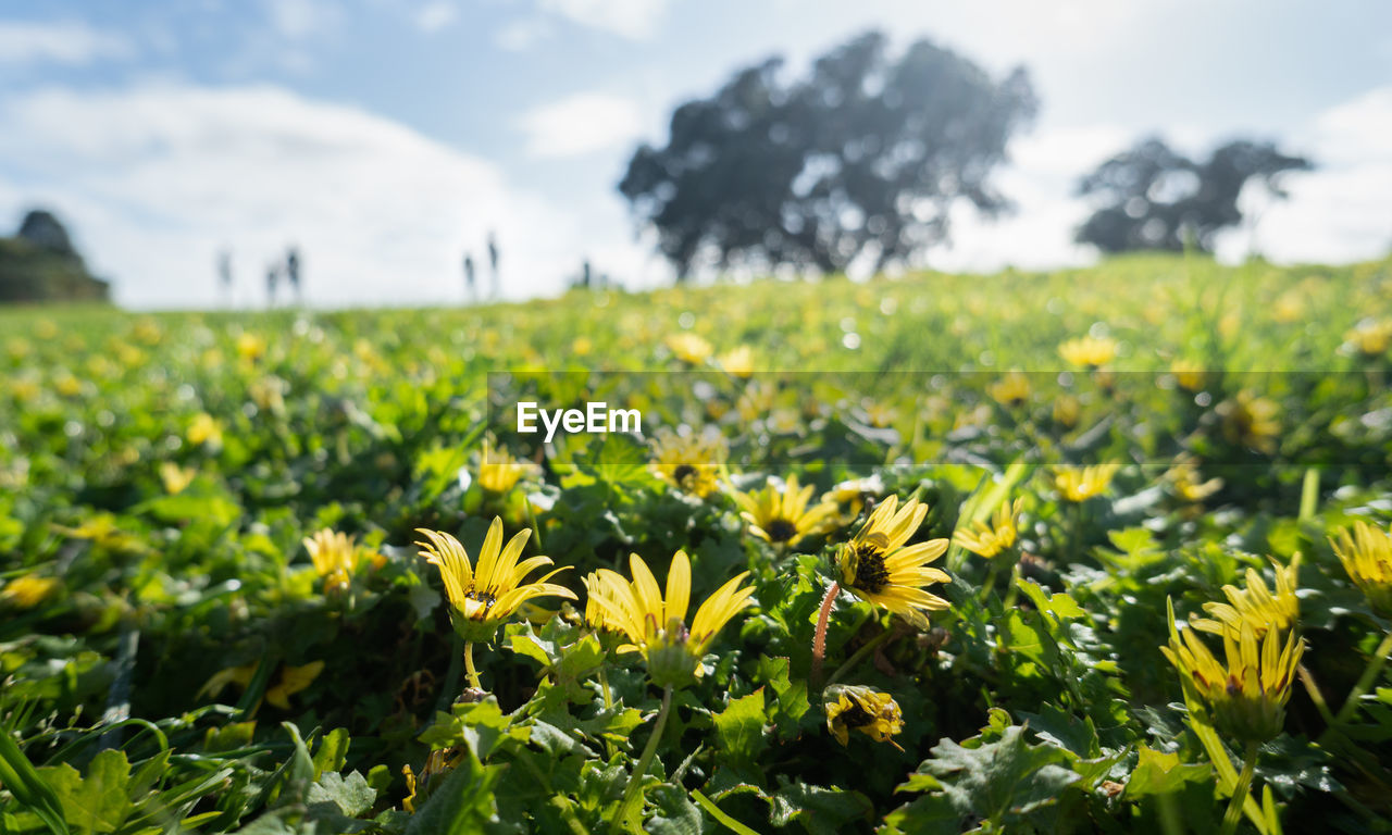 CLOSE-UP OF YELLOW FLOWERING PLANT ON FIELD