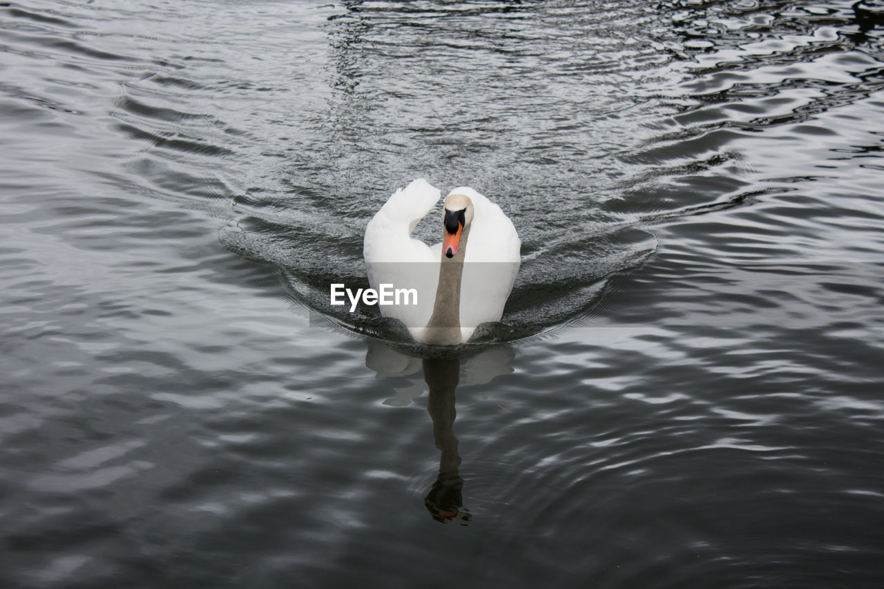 High angle view of swan swimming in lake