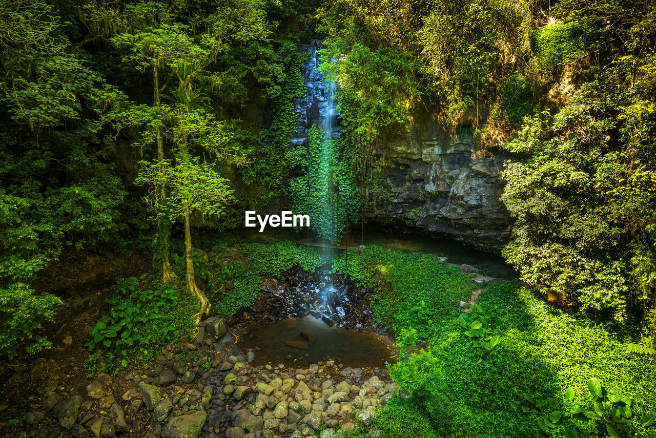 high angle view of trees in forest