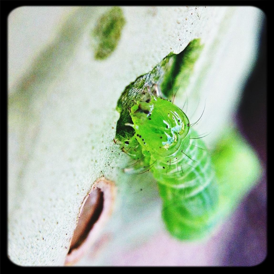 Caterpillar eating leaf