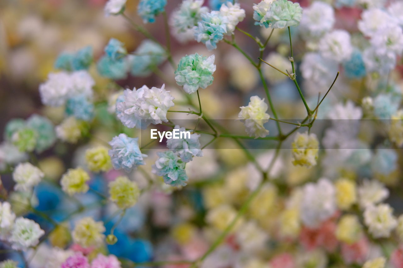 Close-up of flowering plant