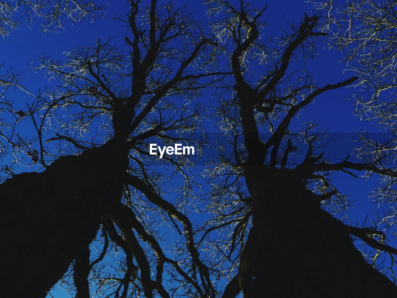 LOW ANGLE VIEW OF SILHOUETTE BARE TREES AGAINST BLUE SKY