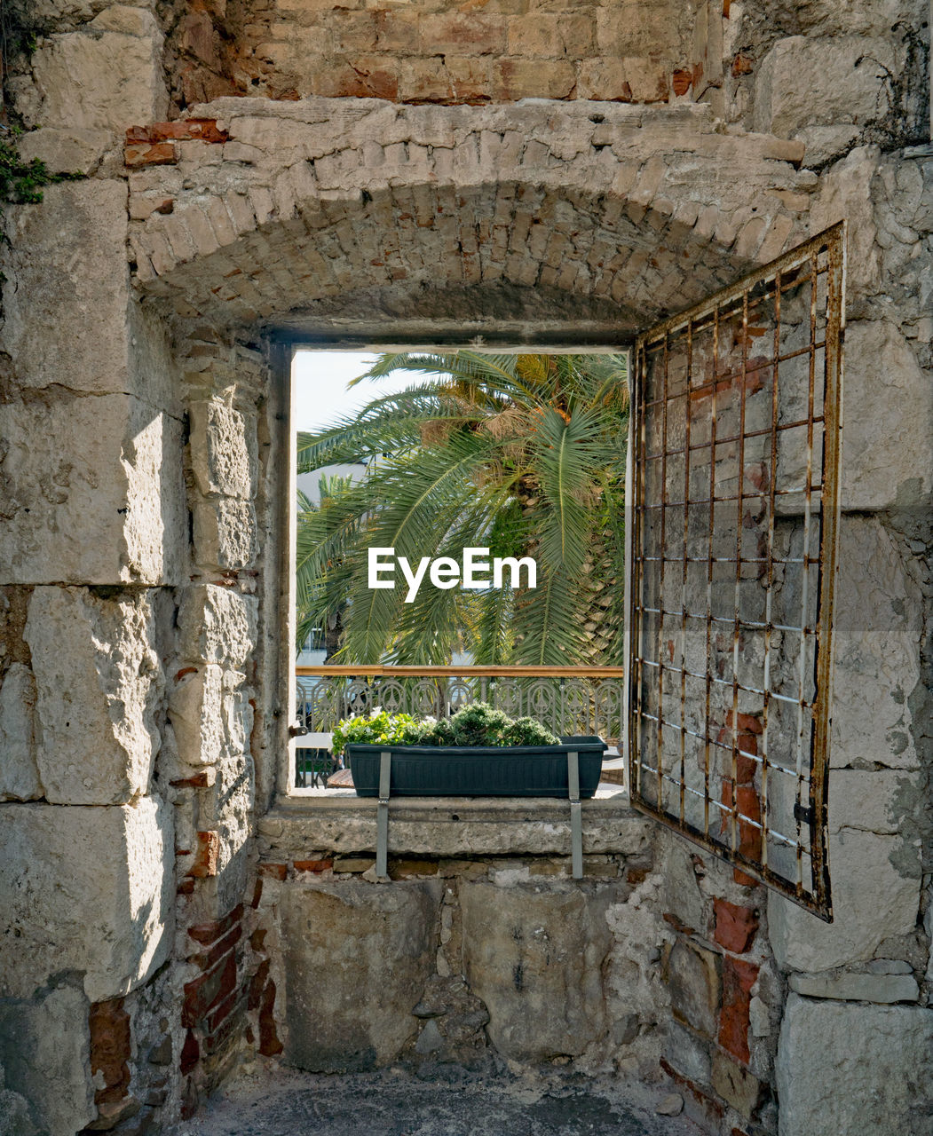 Window of old building framed palm tree 