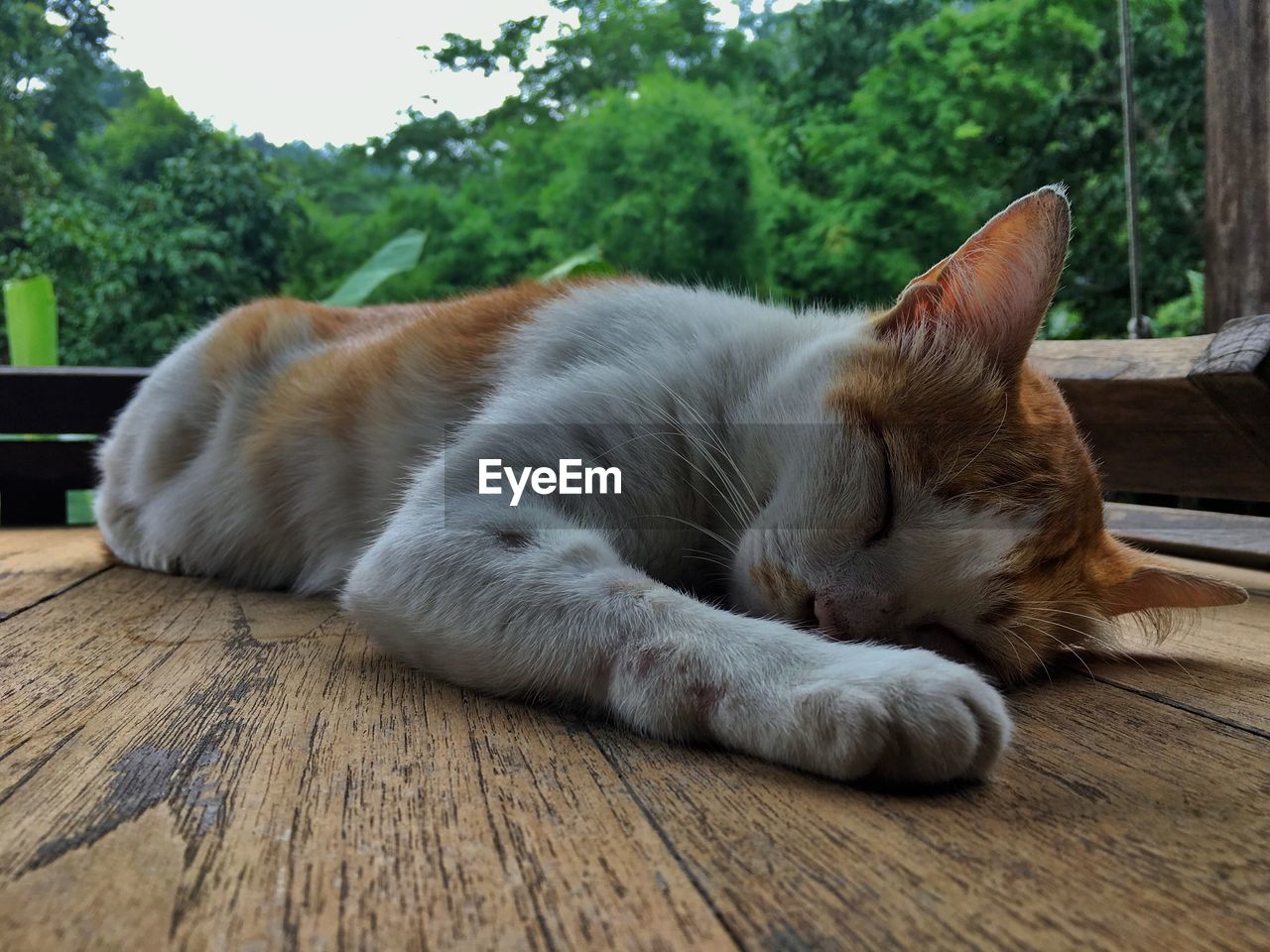 Close-up of cat sleeping on wood