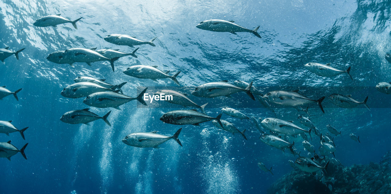 A school of bigeye trevally