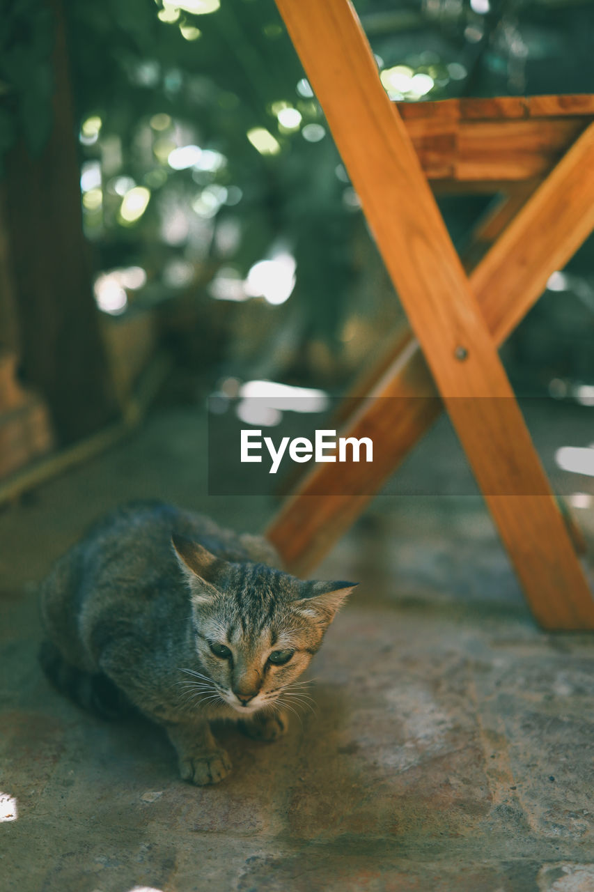 A cute cat curled up near a chair