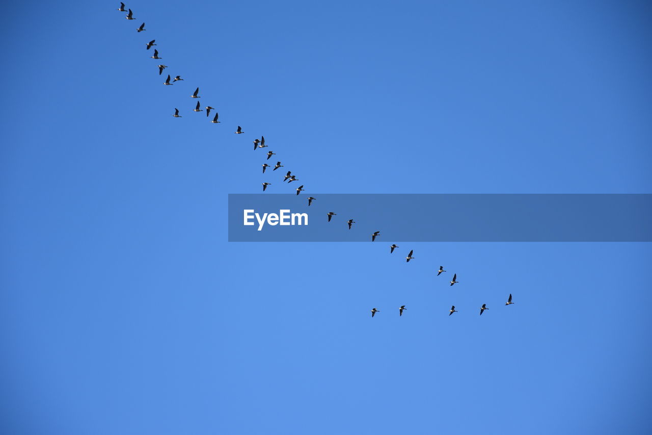 Low angle view of birds flying against clear blue sky