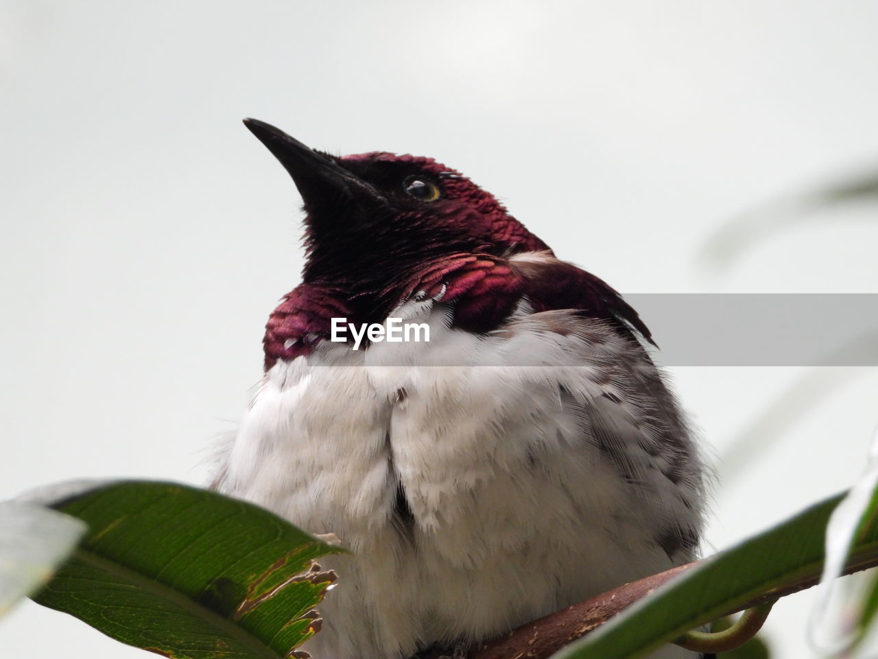 LOW ANGLE VIEW OF BIRD PERCHING ON A PLANT