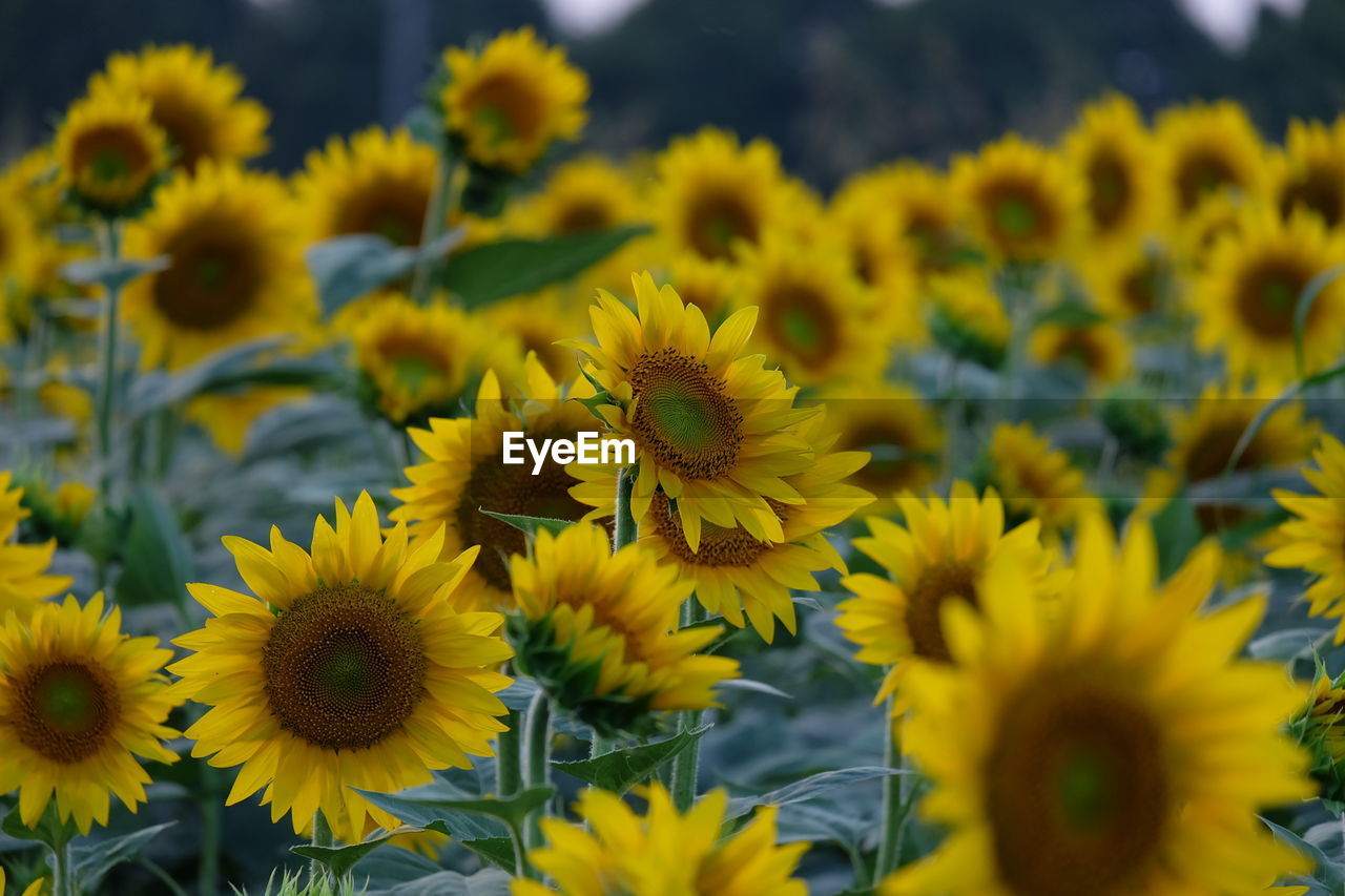 Close-up of yellow flowering plants on field