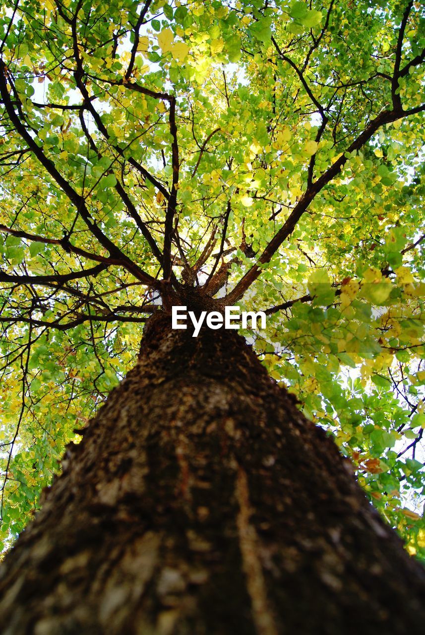 LOW ANGLE VIEW OF TREE IN FOREST